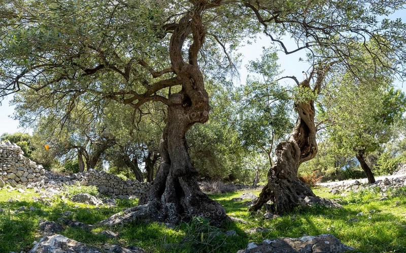 Old olive trees near Lun, island of Pag, Zadar, Dalmatia, Croatia, Europe