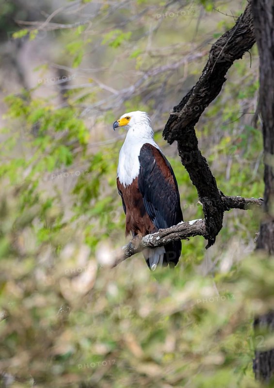 African fish eagle (Haliaeetus vocifer) perched on a branch, Kruger National Park, South Africa, Africa