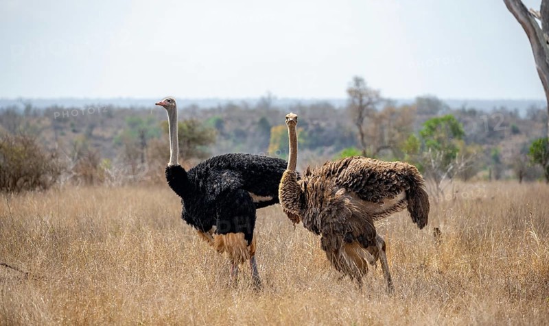 Common ostriches (Struthio camelus), adult male and female, in dry grass, Kruger National Park, South Africa, Africa