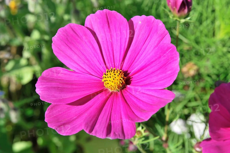 Basket of jewellery, cosmea (Cosmea bipinnata), Schwaebisch Gmuend, Baden-Wuerttemberg, Germany, Europe, Freshly blossomed pink cosmea flower, in the midst of green plants and other flowers, flower meadow, Stuttgart, Europe