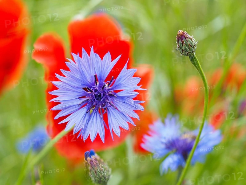 Cornflower (Centaurea cyanus), near Heimschuh, Styria, Austria, Europe
