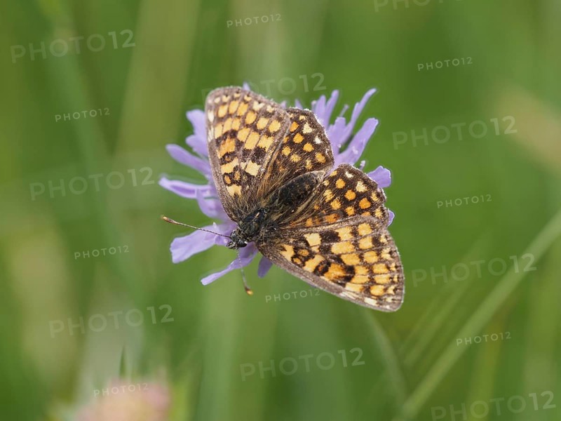 Queen of Spain fritillary (Issoria lathonia) in a meadow clover, near St. Andrae-Hoech, Sausal, Styria, Austria, Europe