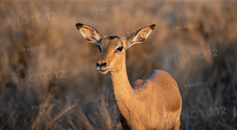 Impala (Aepyceros melampus) in the evening light, female, animal portrait, Black Heeler Antelopes, Kruger National Park, South Africa, Africa