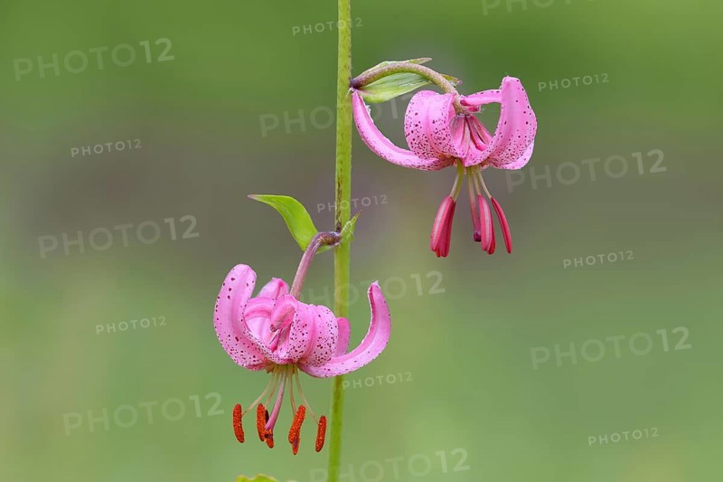 Martagon lily (Lilium martagon) in a forest in spring, lily family, 2 flowers, macro, nature photography, medicinal plant, nature reserve Mackenberg, North Rhine-Westphalia, Germany, Europe