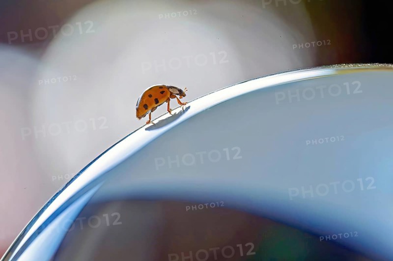 A ladybird crawls over a curved surface with a bluish background, macro-style detail shot