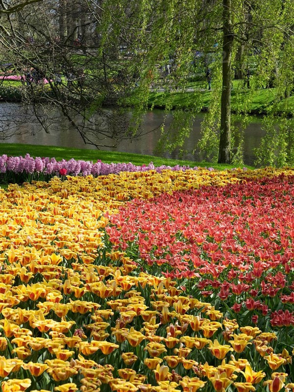 A colourful carpet of tulips and hyacinths on a river bank, surrounded by trees in spring, many colourful, blooming tulips in a garden in the Netherlands during the Springtime Zeti, Amsterdam, Netherlands