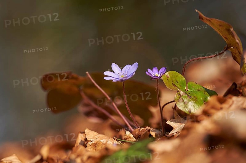 Common hepatica (Anemone hepatica) Blossoms in a forest, Bavaria, Germany, Europe
