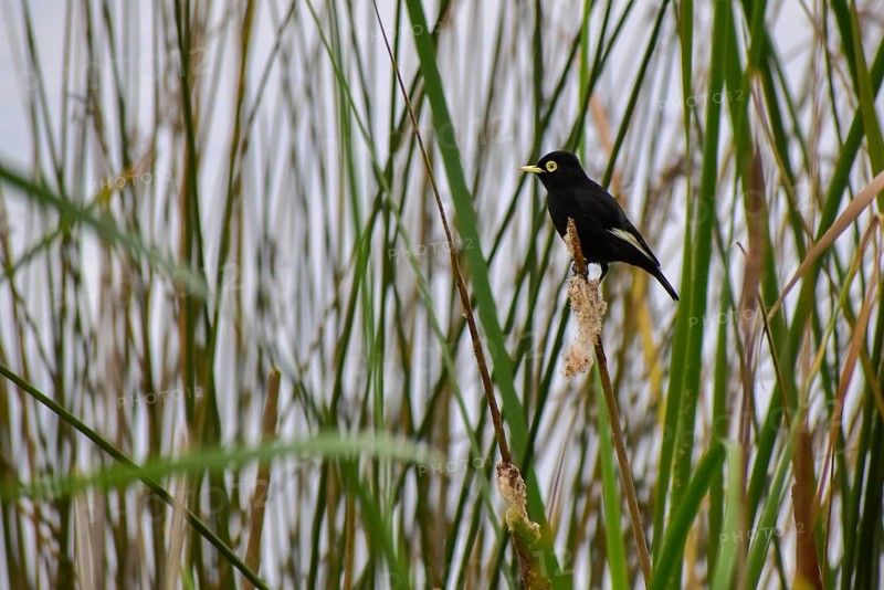 Brilliant dark tyrant (Hymenops perspicillatus) in its natural habitat in the reeds, Buenos Aires, Argentina, South America