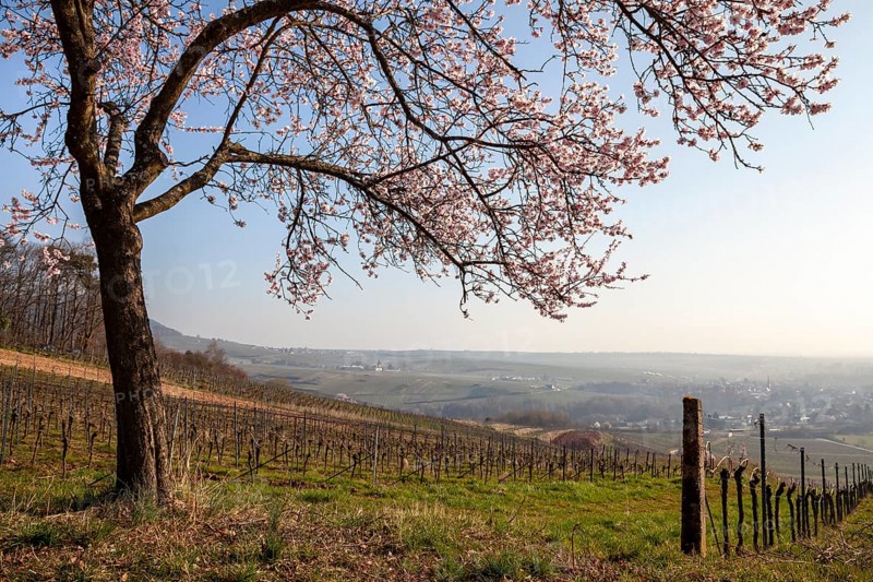 Landscape with blossoming almond tree in a vineyard, Birkweiler, Southern Palatinate, Palatinate, Rhineland-Palatinate, Germany, Europe