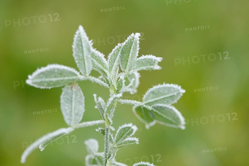 Close-up of red clover (Trifolium pratense) in a meadow in winter
