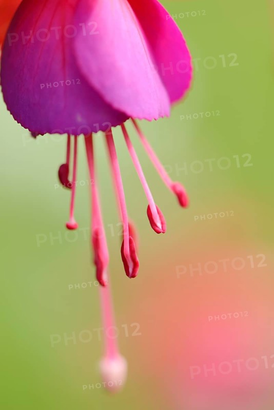 Close-up of red Fuchsia blossoms in a garden in summer