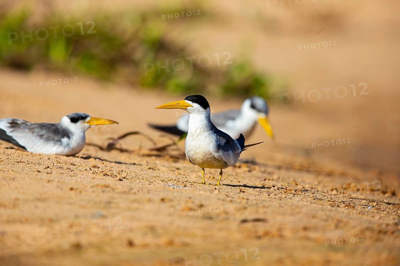Large-billed Tern (Phaetusa simplex) Pantanal Brazil