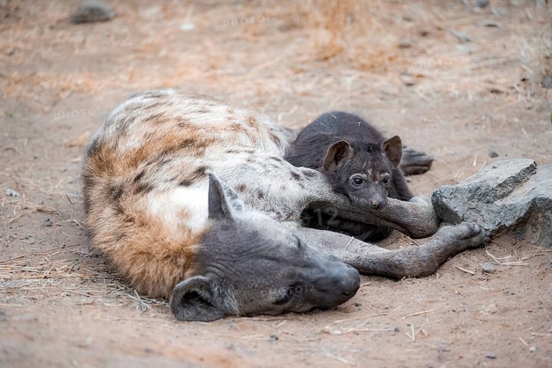 Spotted hyenas (Crocuta crocuta), adult female with cubs, lying down, suckling her cubs, Kruger National Park, South Africa, Africa