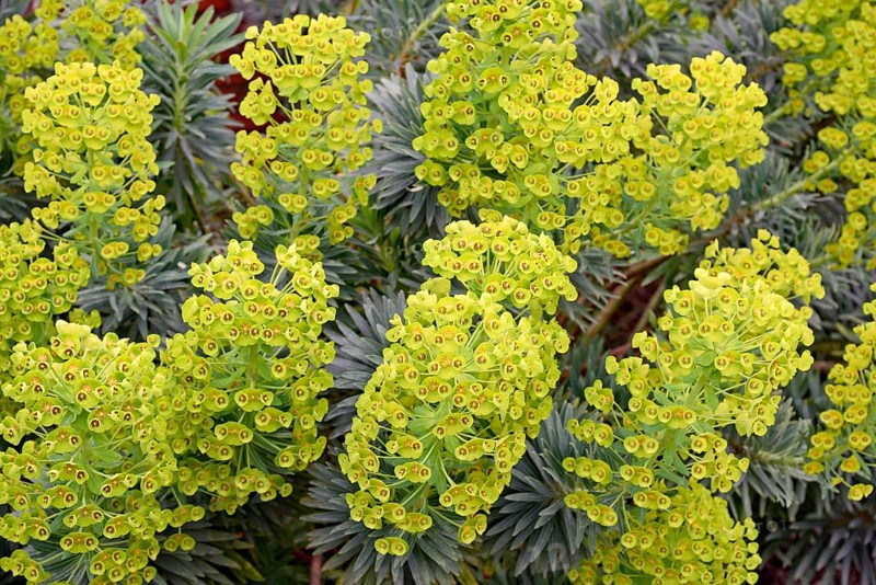 Garden spurge (Euphorbia characias), Blue Wonder variety, yellow-green flowers, North Rhine-Westphalia, Germany, Europe