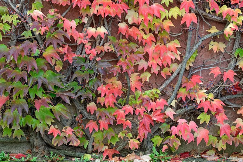 Wild Vine, Maiden Vine (Parthenocissus quinquefolia) with fruits and autumn leaves clinging to a house wall, Moselle, Rhineland-Palatinate, Germany, Europe