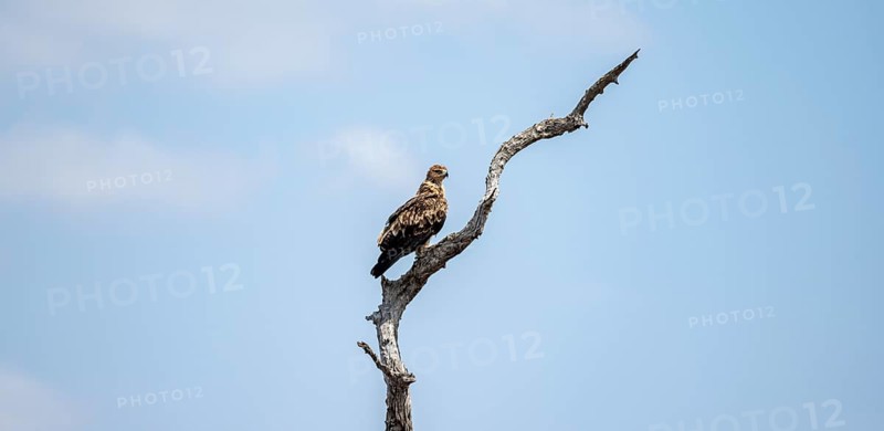 Brown snake eagle (Circaetus cinereus), juvenile, sitting on a branch against a blue sky, Kruger National Park, South Africa, Africa