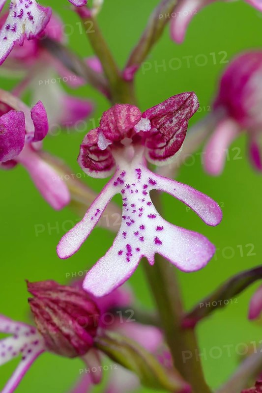 Northern marsh-orchid (Orchis purpurea), single flower, flower figure, detail, macro, nature photography, nature reserve Mackenberg, North Rhine-Westphalia, Germany, Europe