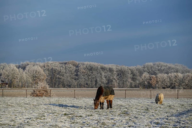 Two horses on a frozen meadow with bare trees in the background on a calm winter morning, hoarfrost on meadows and trees against a blue sky in Muensterland, Velen, Germany, Europe