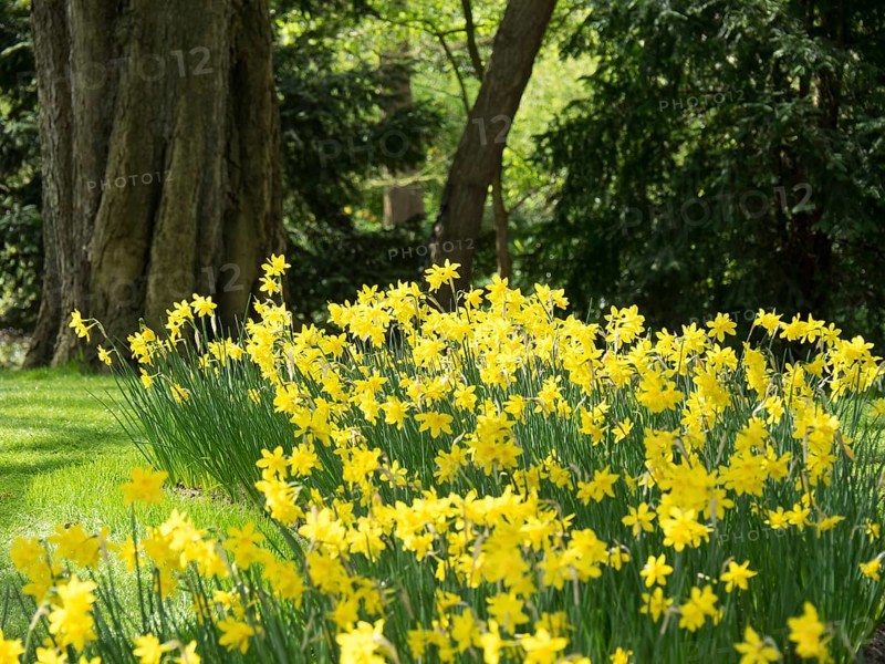 A blooming field of yellow daffodils in the forest, with large trees in the background and green surroundings, many colourful, blooming tulips in springtime in the Netherlands, amsterdam, netherlands