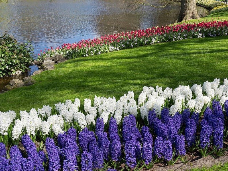 Flower bed with white, blue and red hyacinths on a river bank in a park, many colourful, blooming tulips in a garden in the Netherlands during the spring time, Amsterdam, Netherlands