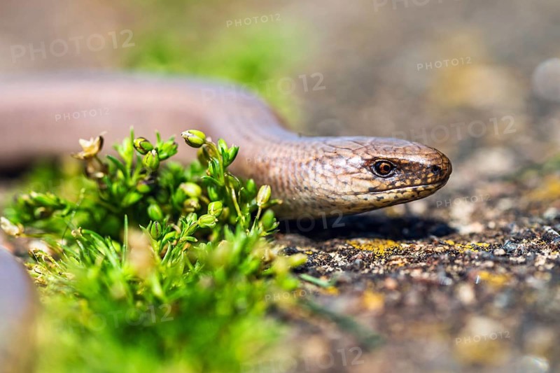 Slow Worm, Anguis fragilis, Lizard, England, United Kingdom, Europe