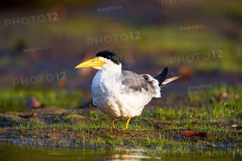 Large-billed Tern (Phaetusa simplex) Pantanal Brazil