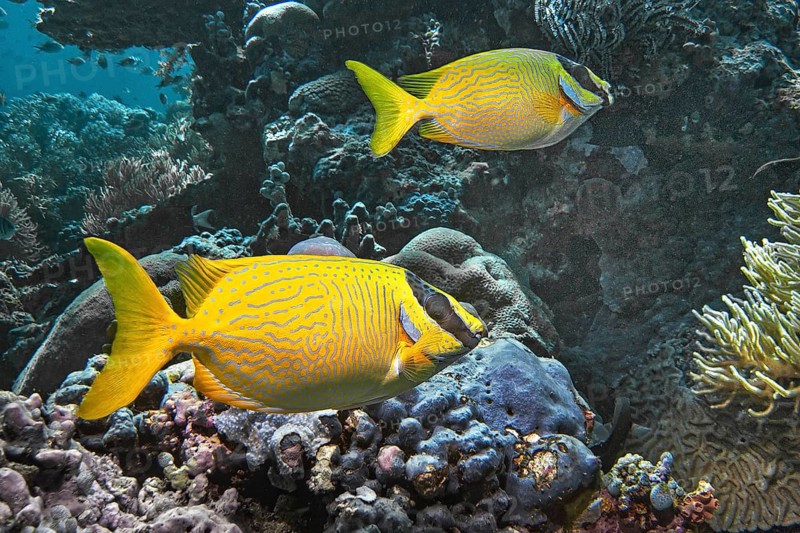 Masked rabbitfish (Siganus puellus), Wakatobi Dive Resort, Sulawesi, Indonesia, Asia