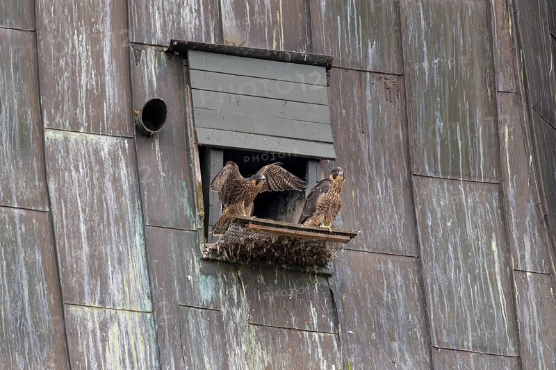 Peregrine falcon (Falco peregrinus), two young birds in front of the entrance to the nesting box, in the church spire of the town, Muensterland, North Rhine-Westphalia, KI generated, AI generated