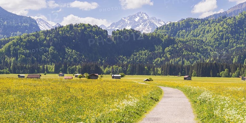 Alpine meadow, Lorettowiesen near Oberstdorf, behind the Allgaeu Alps, Allgaeu, Bavaria, Germany, Europe