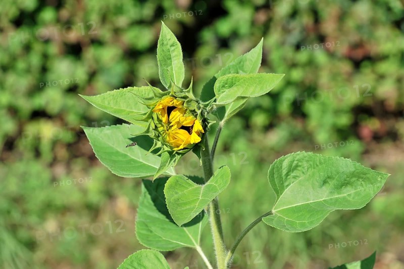 Sunflower (Helianthus annuus), flowering, Baden-Wuerttemberg, Germany, Europe, Unopened sunflower bud with large green leaves in front of a blurred green background, Stuttgart, Europe