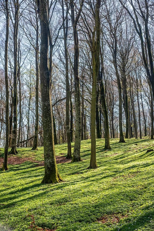 Beech forest (Fagus sylvatica) in the springtime in Fyledalen, Tomelilla community, Skane county, Sweden, Scandinavia, Europe