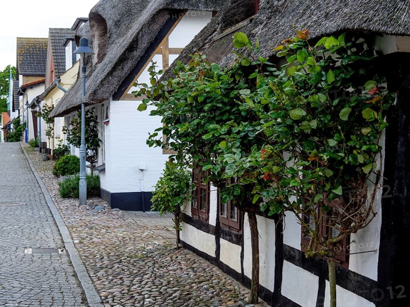 Historic village street with thatched and half-timbered houses, lined with trees and a cobbled street, street with historic thatched houses in different colours, Maasholm, germany