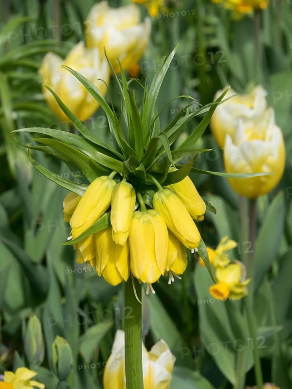 A close-up of a yellow imperial crown with surrounding green leaves and other flowers in the background, many colourful, blooming tulips in springtime in the Netherlands, amsterdam, netherlands