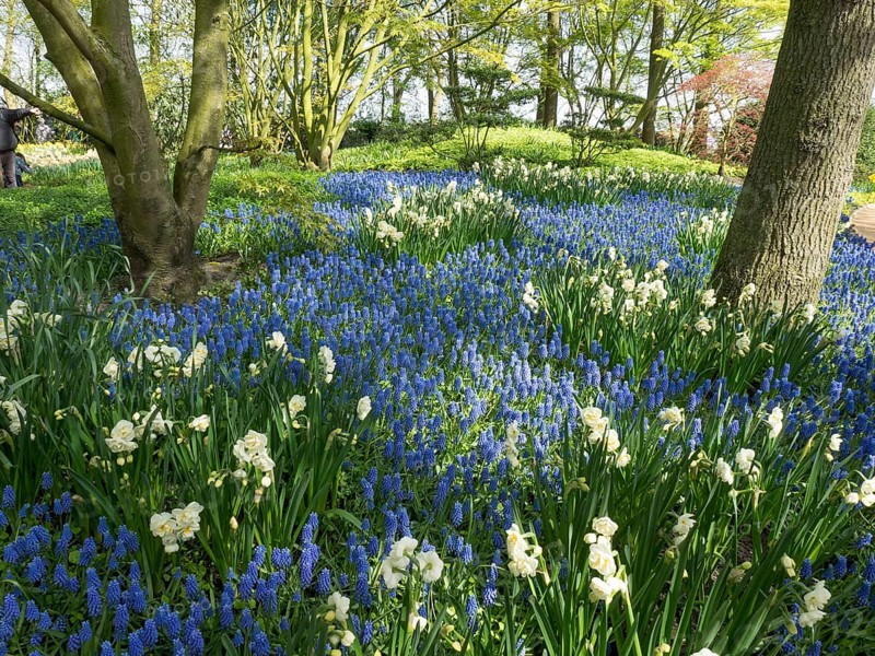 A field full of blue and white flowers, surrounded by trees in a green landscape, many colourful, blooming tulips in a garden in the Netherlands during springtime, Amsterdam, Netherlands