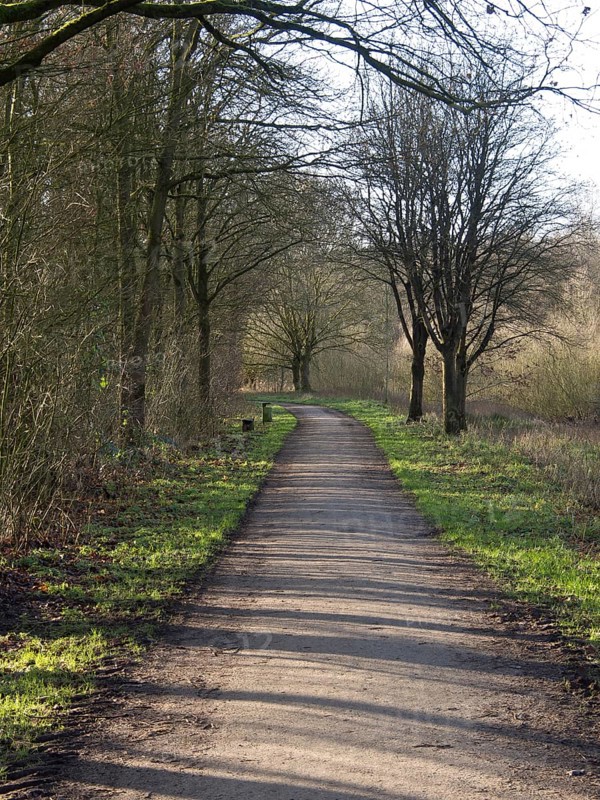 Straight path through the forest, shaded by bare trees, small lake with hiking trails and trees in Muensterland, Borken, Germany, Europe