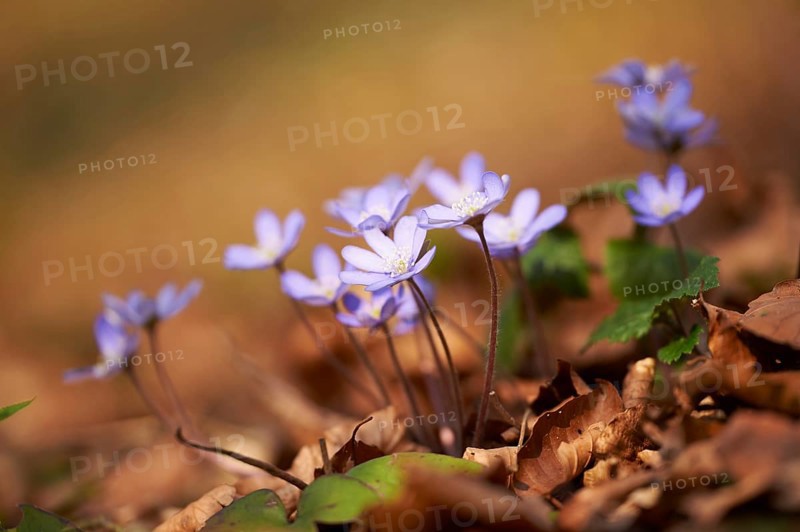 Common hepatica (Anemone hepatica) Blossoms in a forest, Bavaria, Germany, Europe