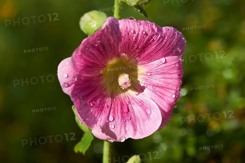 Close-up of a common hollyhock (Alcea rosea) blossom in a garden in summer, Bavaria, Germany, Europe