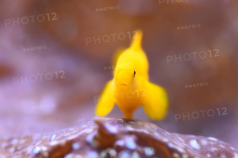 Close-up of a yellow clown goby (Gobiodon okinawae) in an aquarium 'clown gobies'