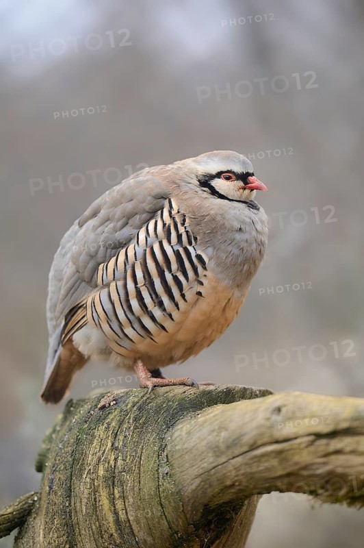 Close-up of Rock Partridge (Alectoris graeca) on an old tree trunk