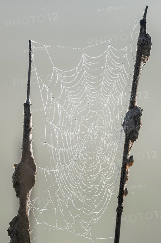 Dew-covered spider web between cattails, Lower Saxony, Germany, Europe