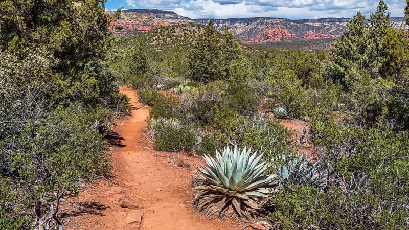 Century plants along the Devil's Bridge Trail in Sedona, Arizona, United States of America, USA, North America