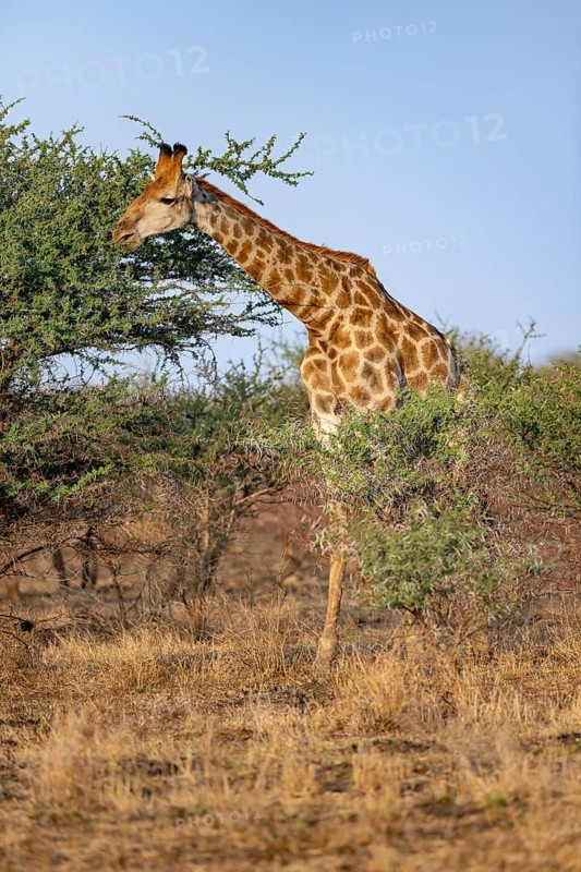 Southern giraffe (Giraffa giraffa giraffa), eating leaves of an acacia tree, in the evening light, African savannah, Kruger National Park, South Africa, Africa