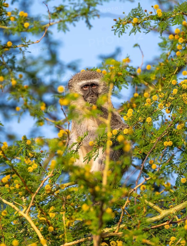 Southern vervet monkey (Chlorocebus pygerythrus) sitting in a flowering tree, eating yellow flowers of an acacia tree, Kruger National Park, South Africa, Africa