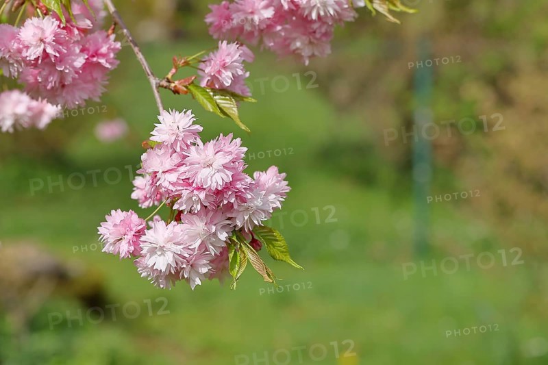 Japanese cherry (Prunus serrulata), branch with pink flowers, Wilnsdorf, North Rhine-Westphalia, Germany, Europe