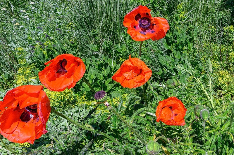 Oriental poppy (Papaver orientale), Allgaeu, Bavaria, Germany, Europe