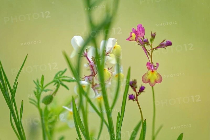 Pink flowers between green leaves in front of a blurred, natural background, Moroccan toadflax (Linaria maroccana), Wismar, Mecklenburg-Vorpommern, Germany, Europe