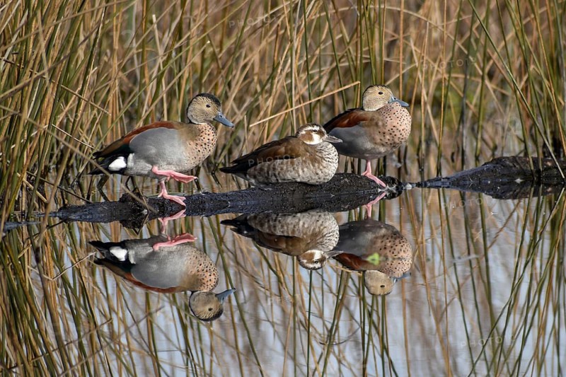 Ringed teals (Callonetta leucophrys) two males and one female, reflected in the lake Laguna de Navarro, Buenos Aires, Argentina, South America