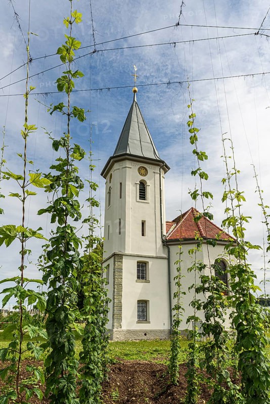 View from a hop field to the Sebastian Chapel near Kressbronn on Lake Constance, Baden-Wuerttemberg, Germany, Europe