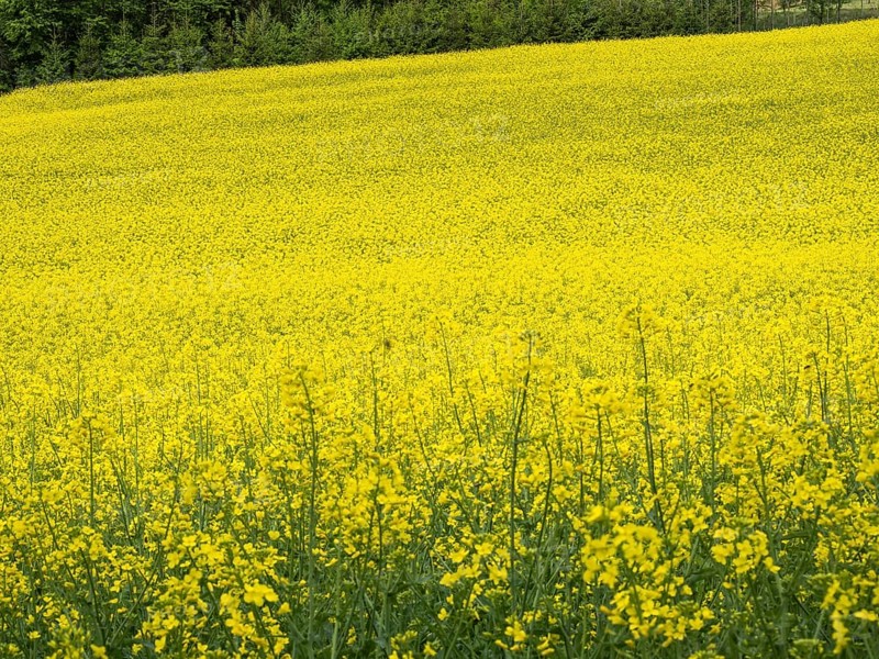 Rape field in bloom, near Riegersburg, Styria, Austria, Europe