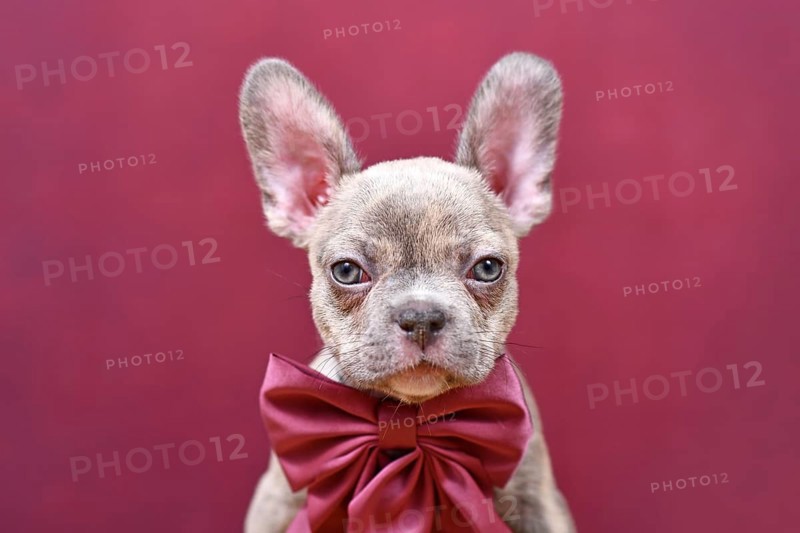 Portrait of young Lilac Brindle French Bulldog dog puppy with burgundy ribbon in front of studio background